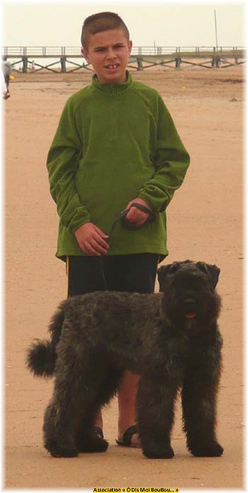 Bouvier des Flandres Association &Ocirc; Dis Moi BouBou